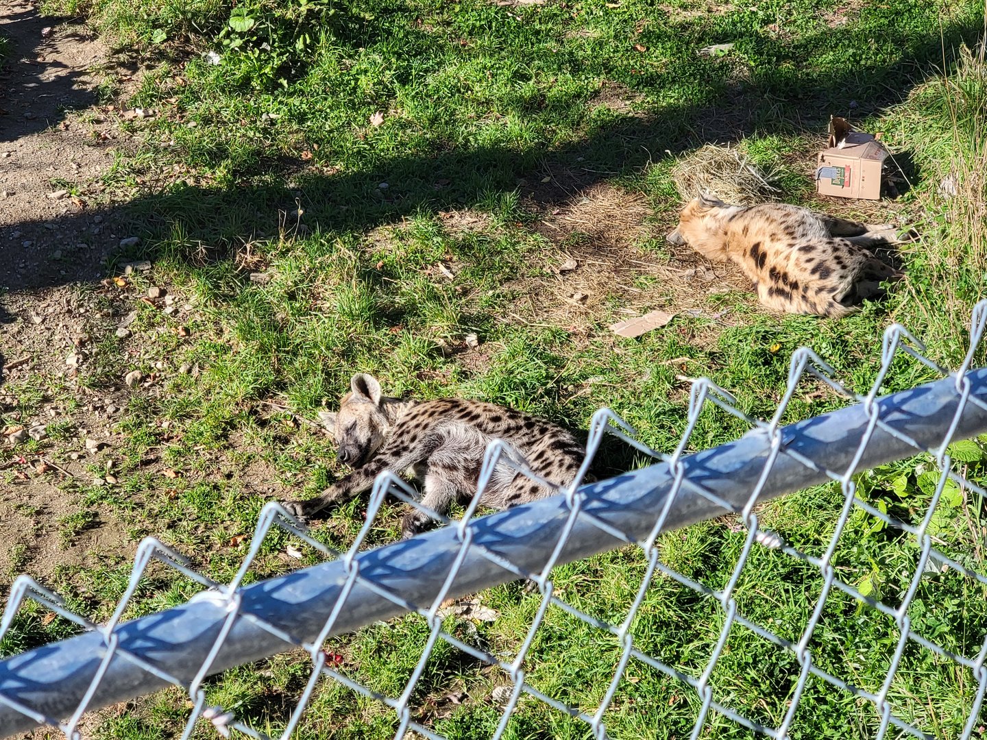 Miller Zoo - Spotted hyenas