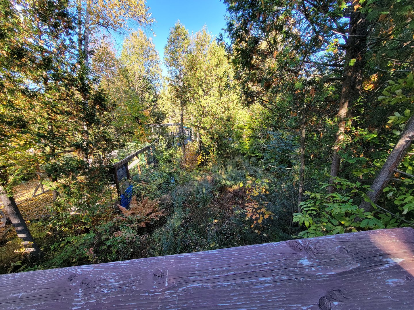 Miller Zoo - Striped skunk, northern raccoon, red fox, Arctic fox