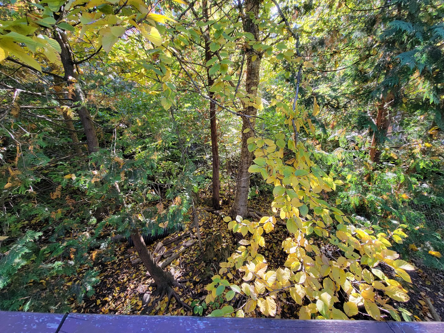 Miller Zoo - Striped skunk, northern raccoon, red fox, Arctic fox