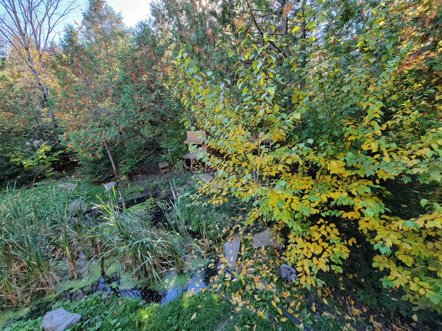 Miller Zoo - Striped skunk, northern raccoon, red fox, Arctic fox