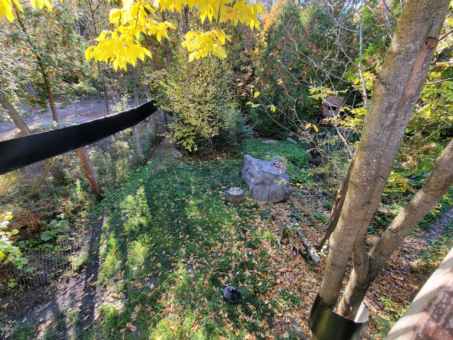 Miller Zoo - Striped skunk, northern raccoon, red fox, Arctic fox