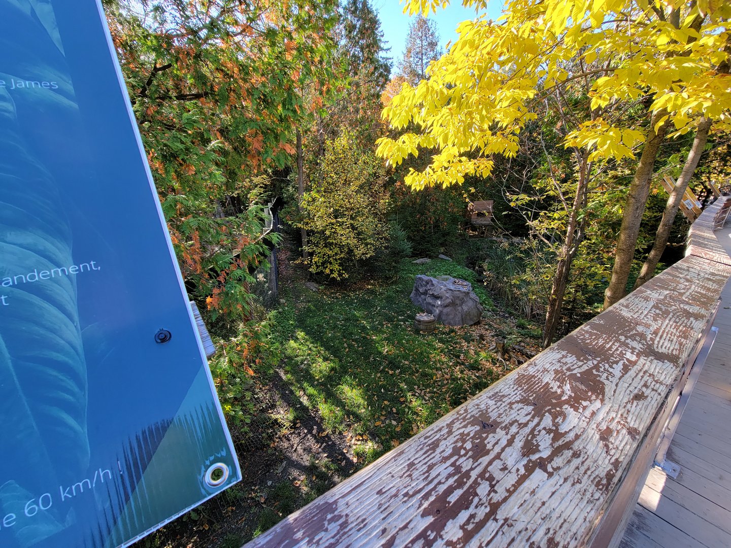 Miller Zoo - Striped skunk, northern raccoon, red fox, Arctic fox