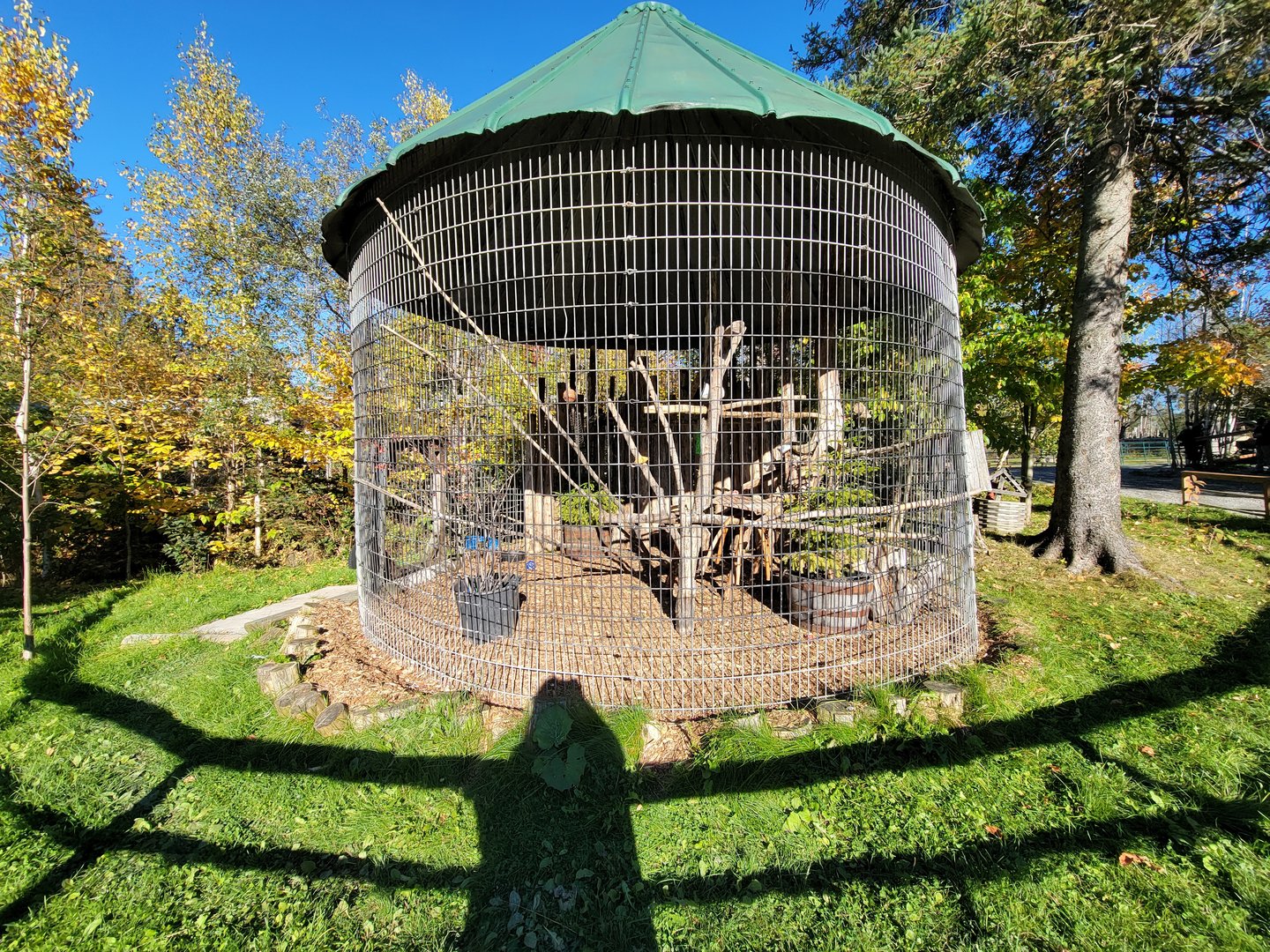 Miller Zoo - Unsigned common raven