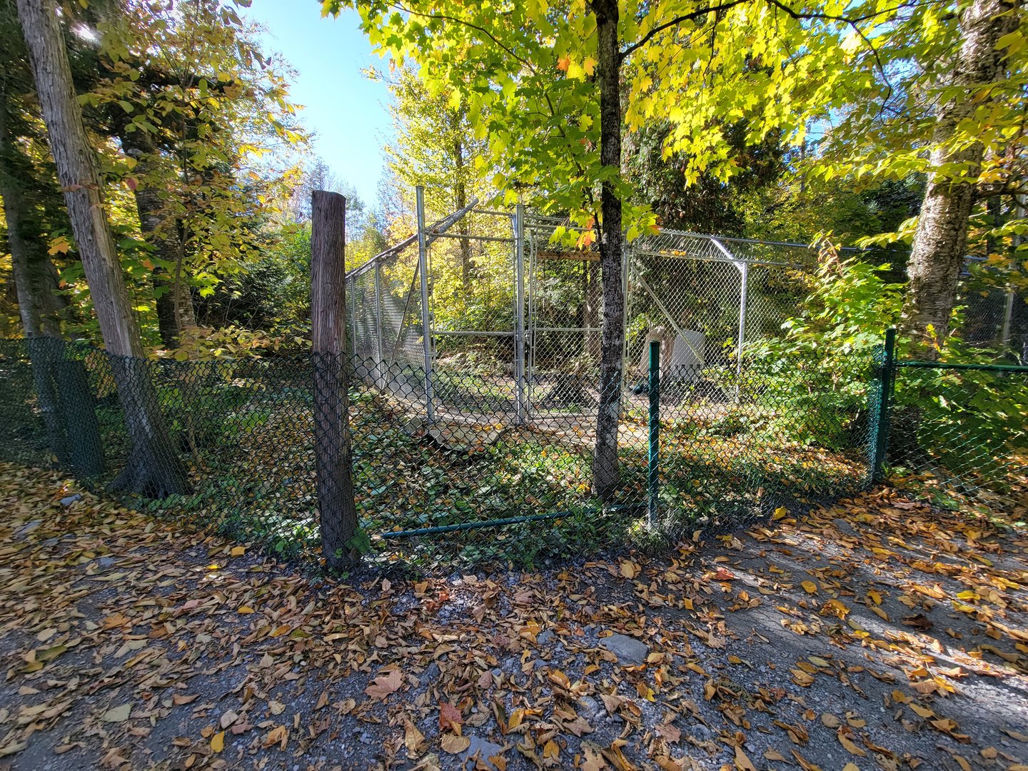 Miller Zoo - Unsigned/unseen, wolves maybe?