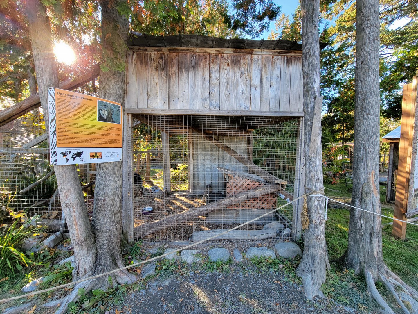 Miller Zoo - Virginia opossum