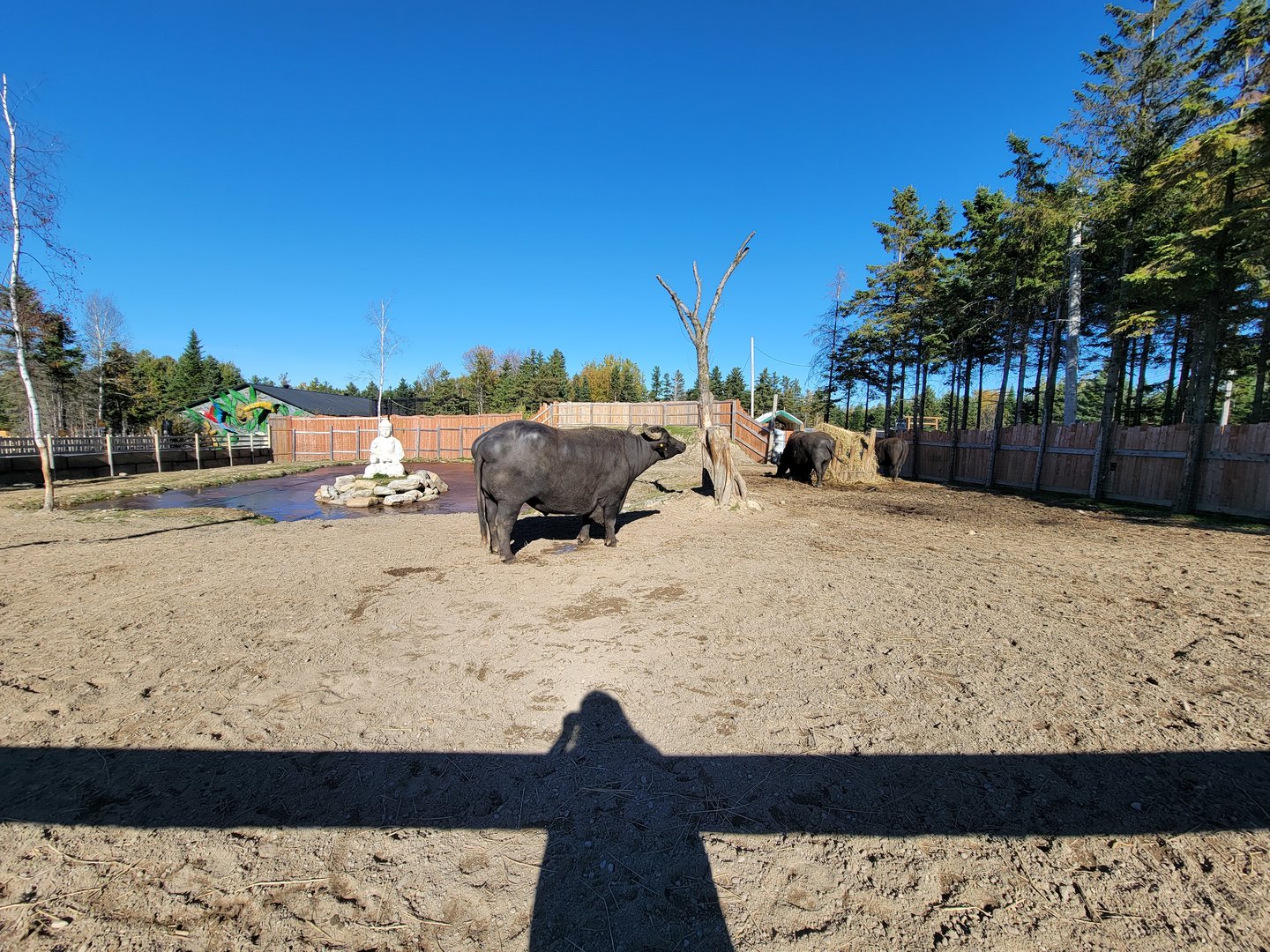 Miller Zoo - Water buffalo
