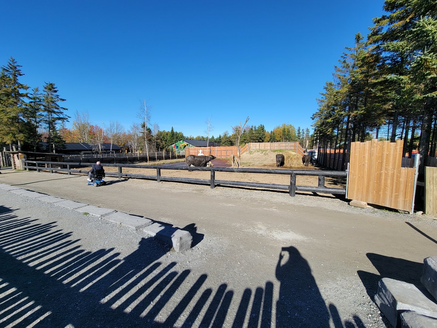 Miller Zoo - Waterbuffalo