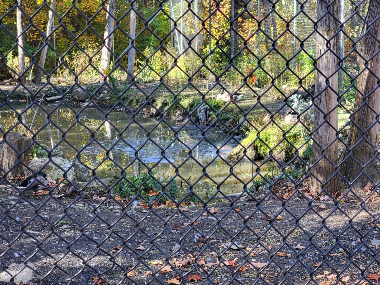 Miller Zoo - Waterfowl aviary