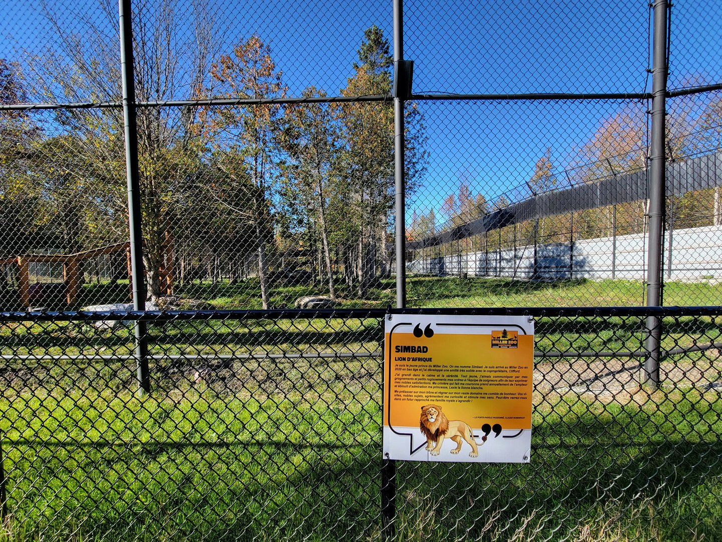 Miller Zoo - White lion