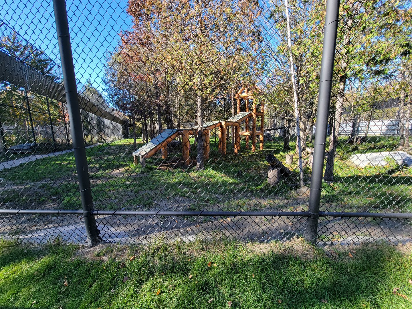 Miller Zoo - White lion