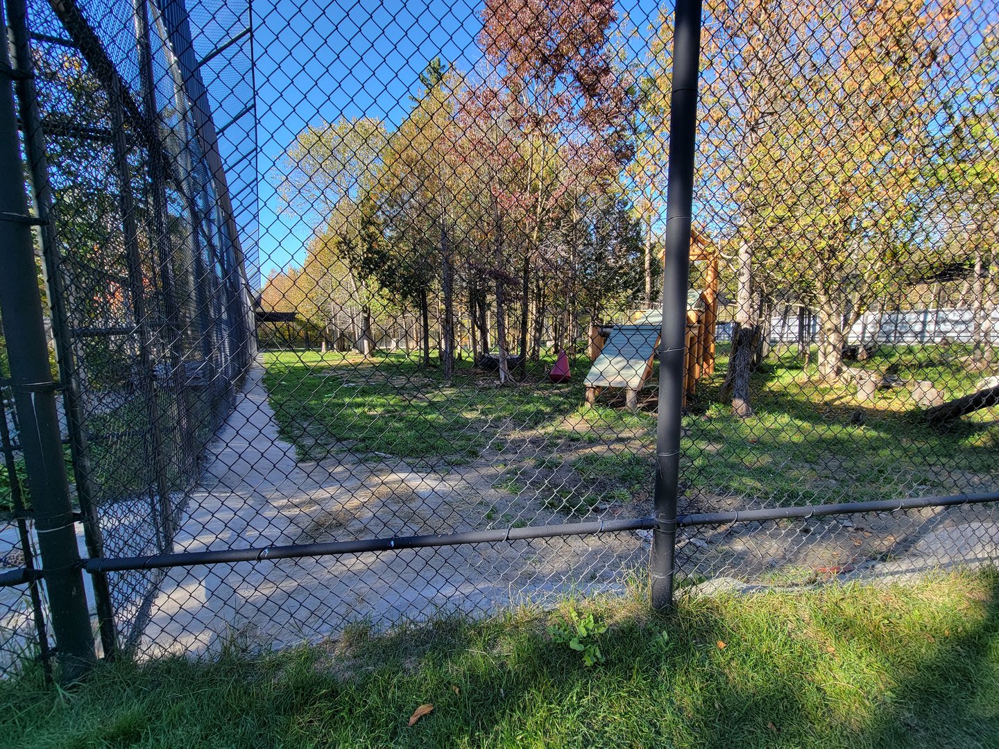 Miller Zoo - White lion
