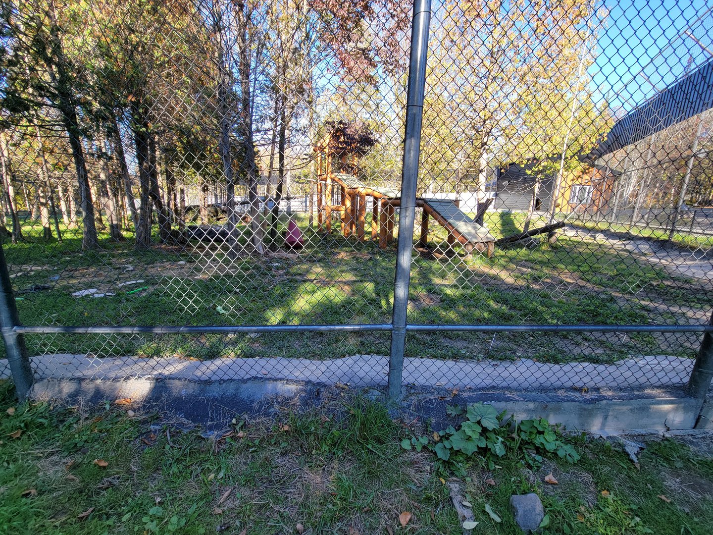 Miller Zoo - White lion