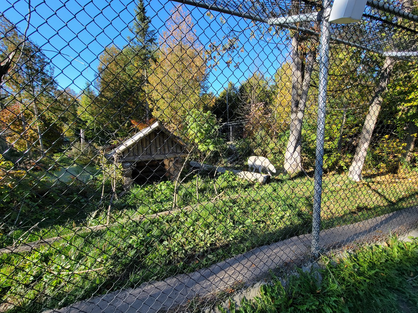 Miller Zoo - White wolf