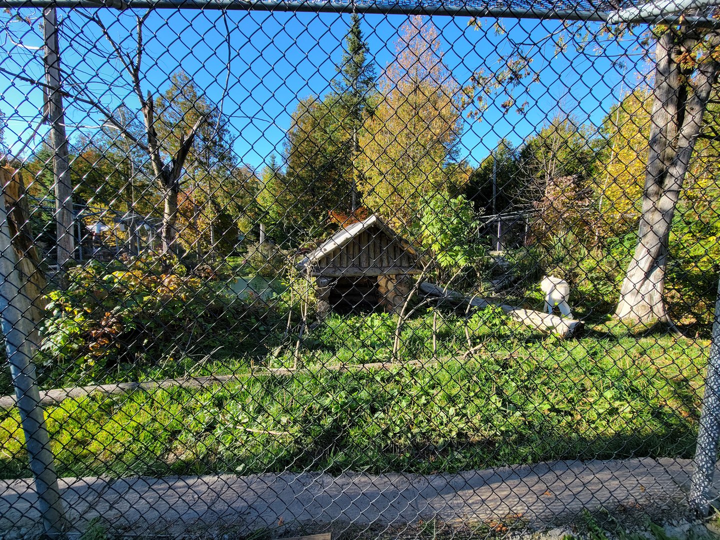 Miller Zoo - White wolf