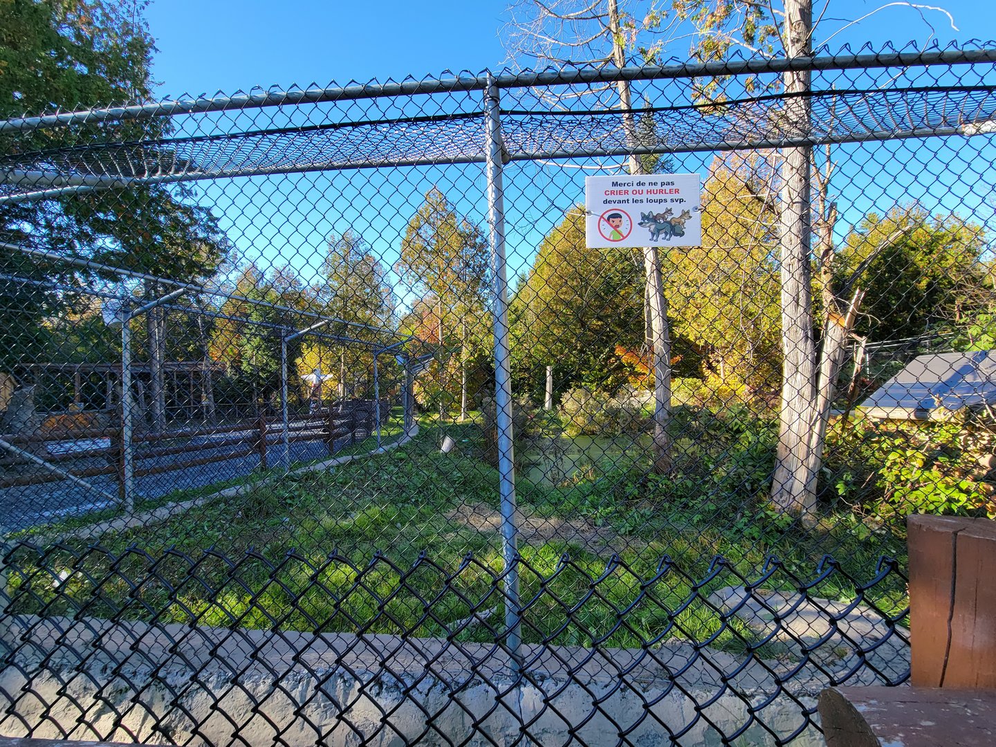 Miller Zoo - White wolf