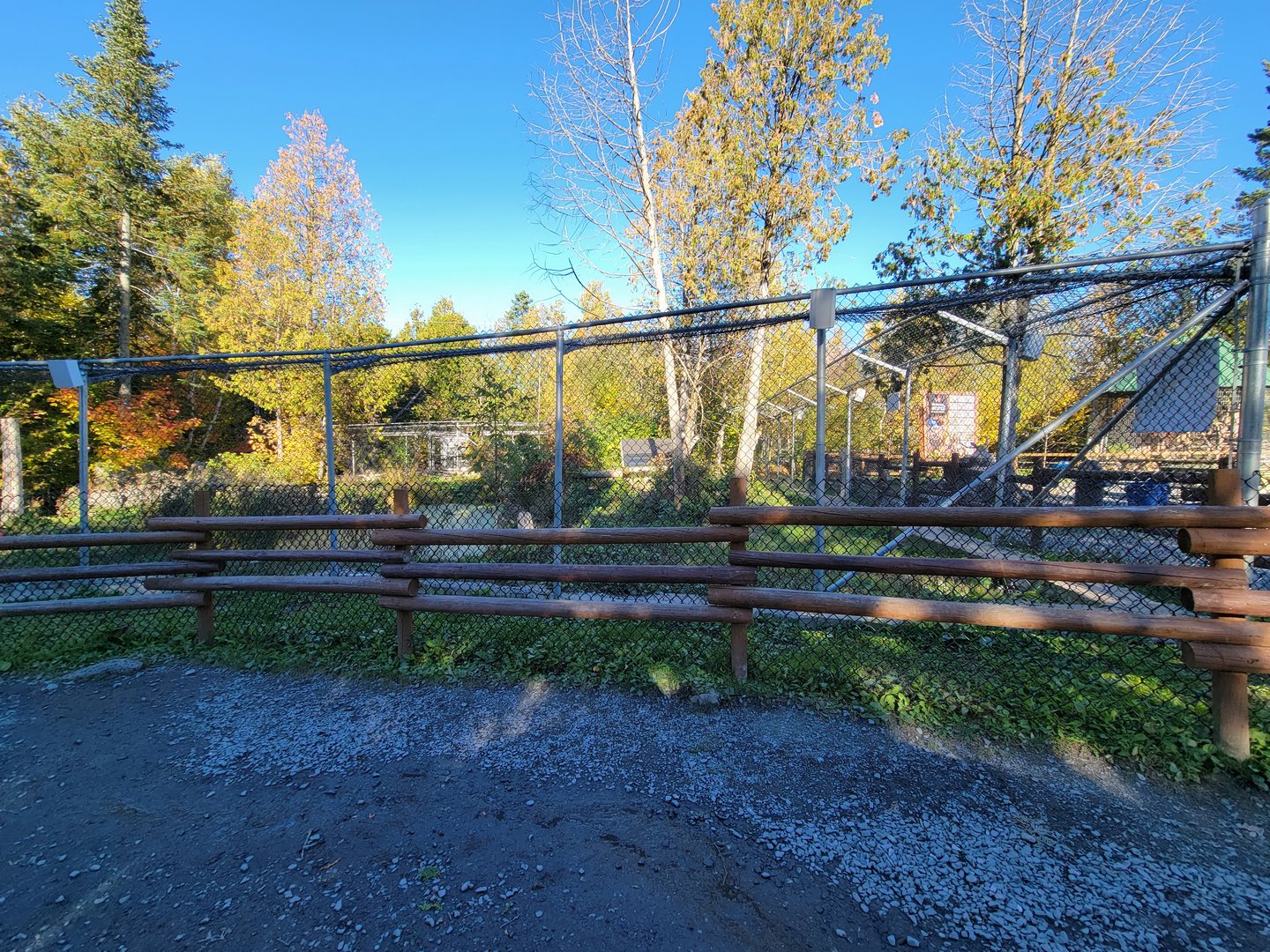 Miller Zoo - White wolf