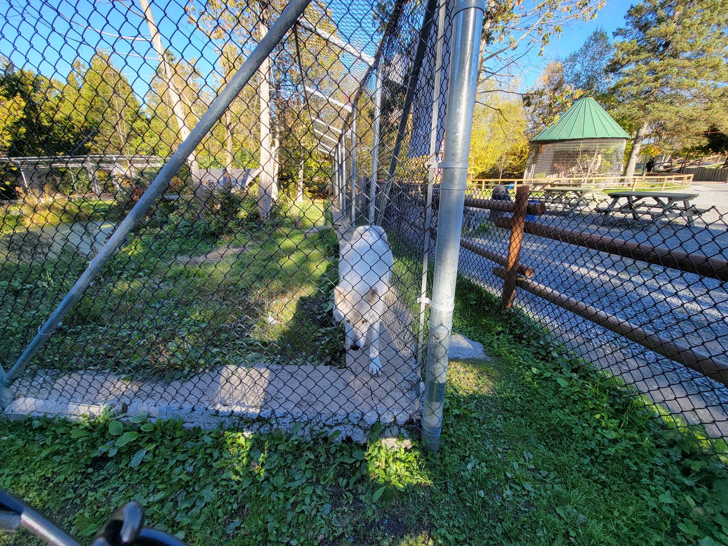 Miller Zoo - White wolf
