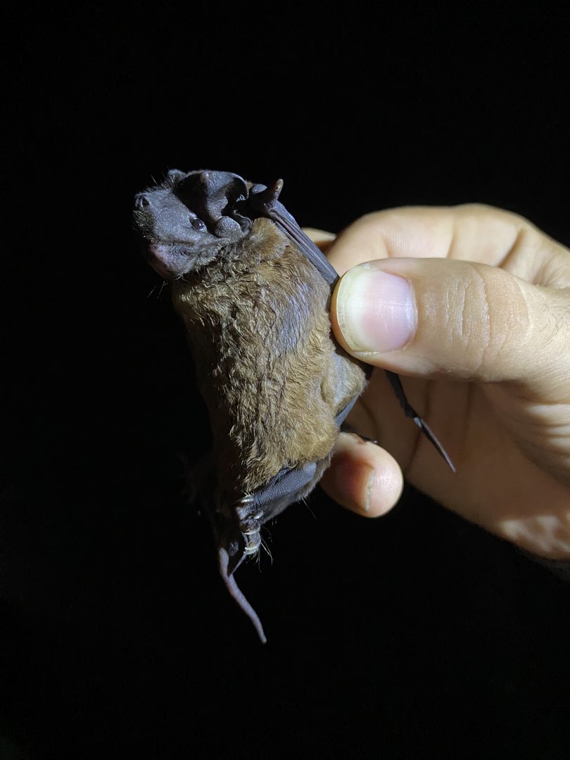 Miller’s Mastiff Bat (Molossus pretiosus)