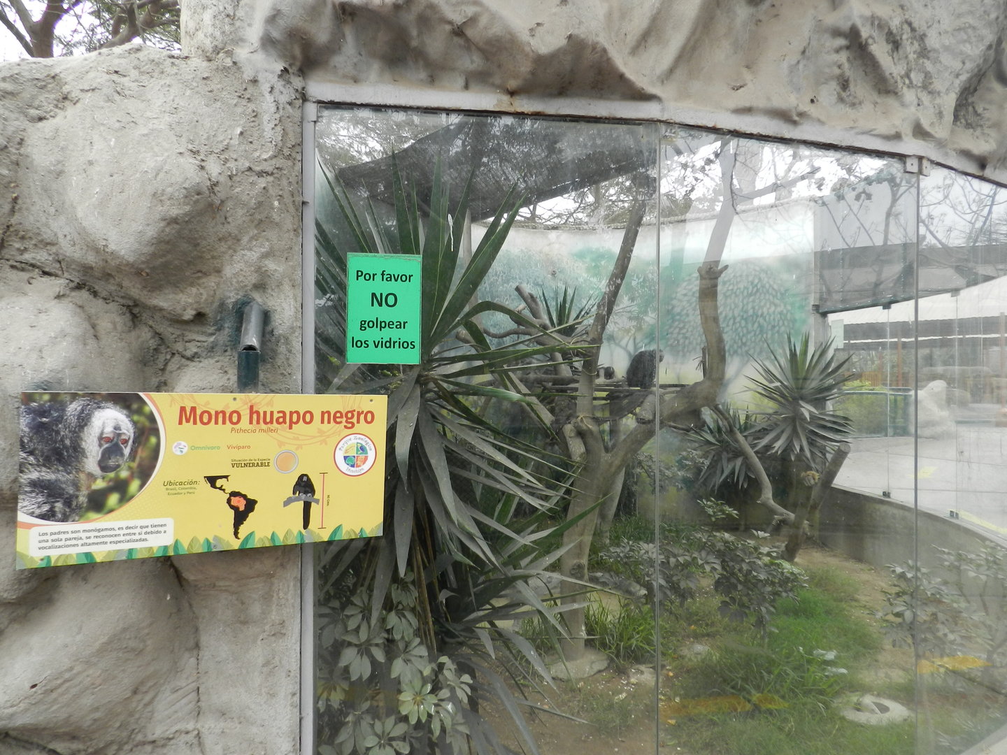 Miller's saki exhibit - Parque Zoológico Huachipa