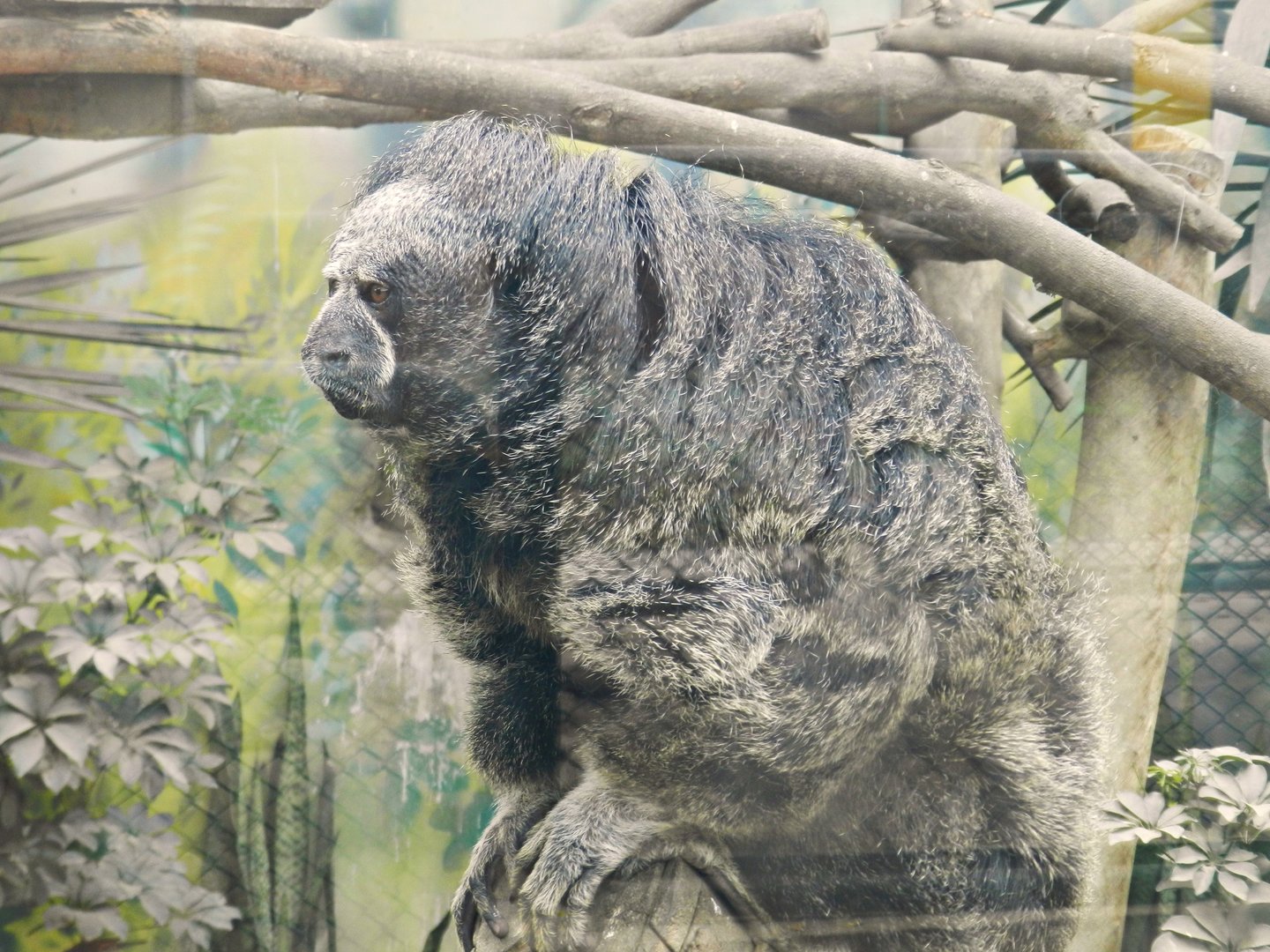 Miller's saki - Parque Zoológico Huachipa