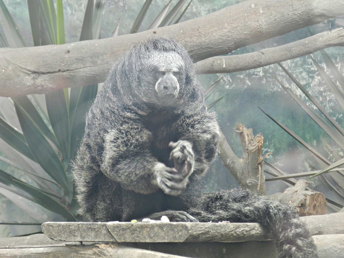Miller's saki - Parque Zoológico Huachipa