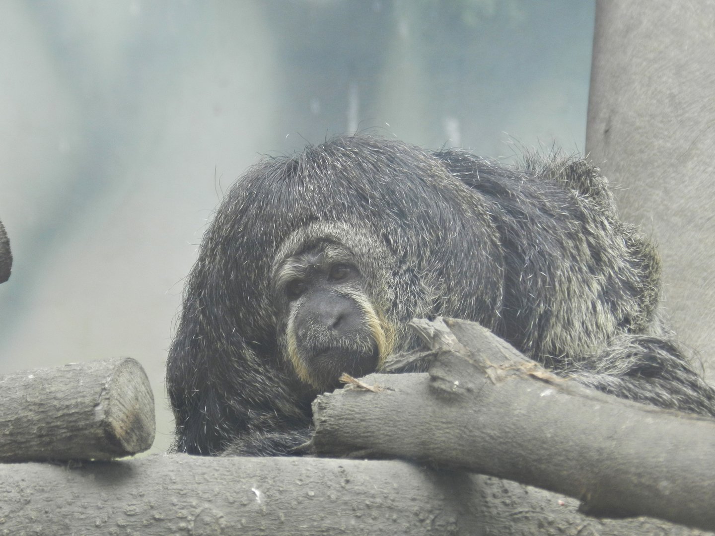 Miller's saki - Parque Zoológico Huachipa