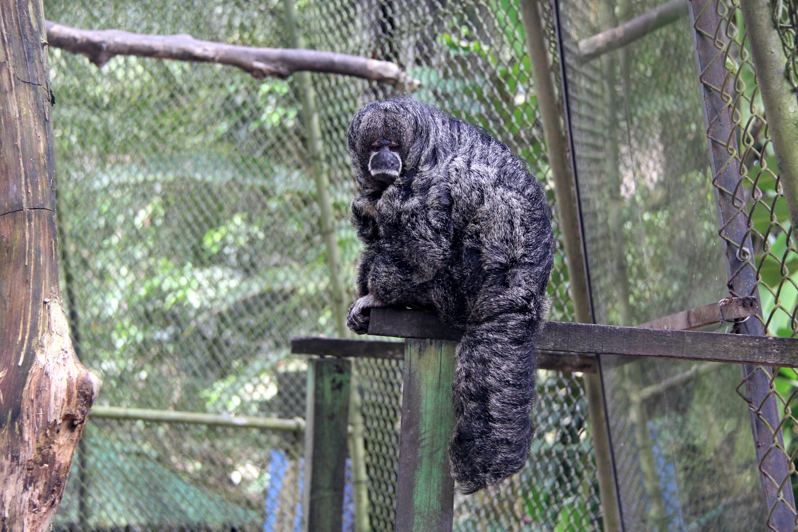 Miller's saki (Pithecia milleri)