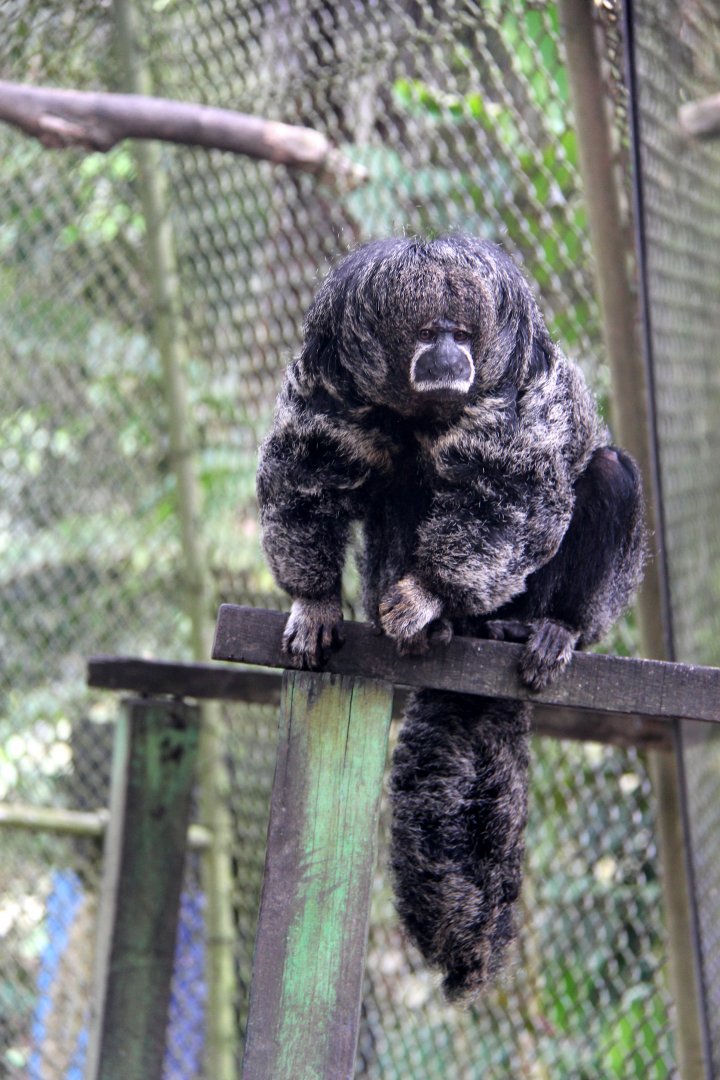 Miller's saki (Pithecia milleri)