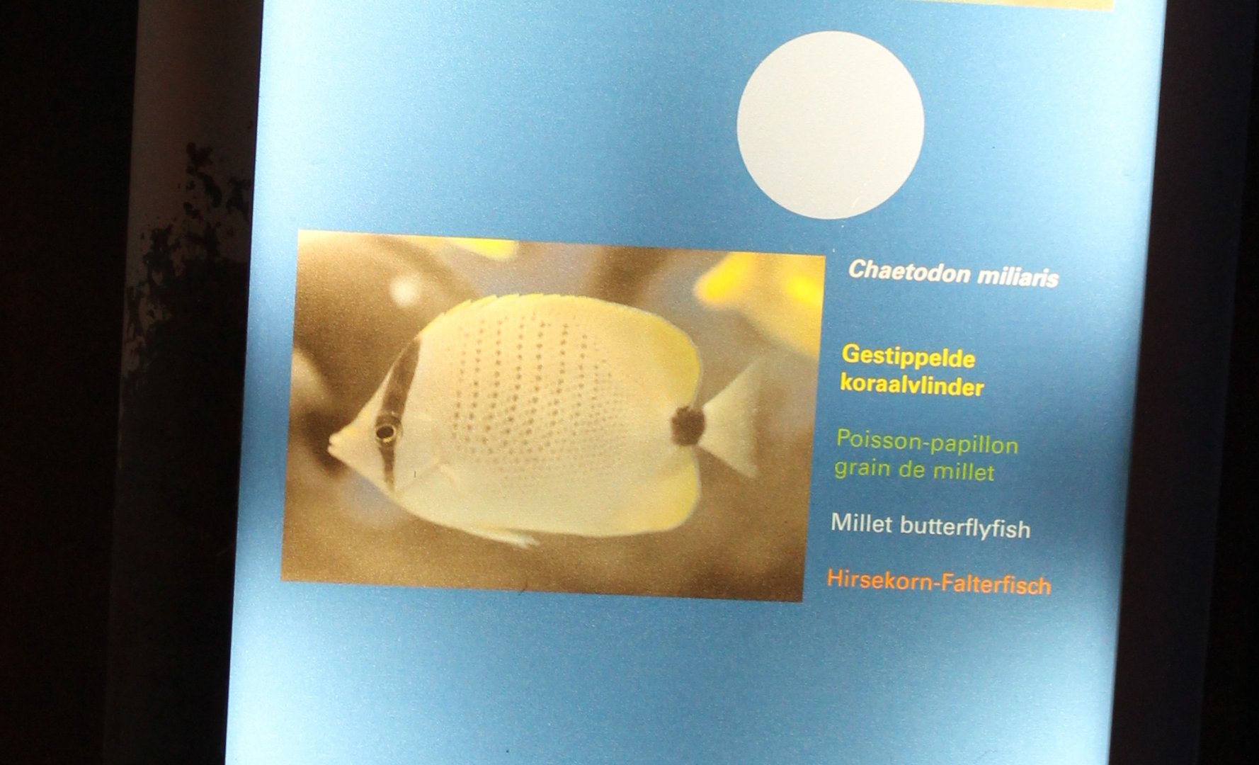 Millet Butterflyfish - Chaetodon Miliaris