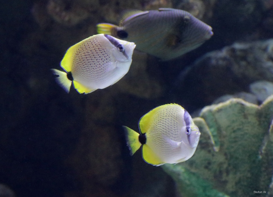 Millet butterflyfish (Chaetodon miliaris)[