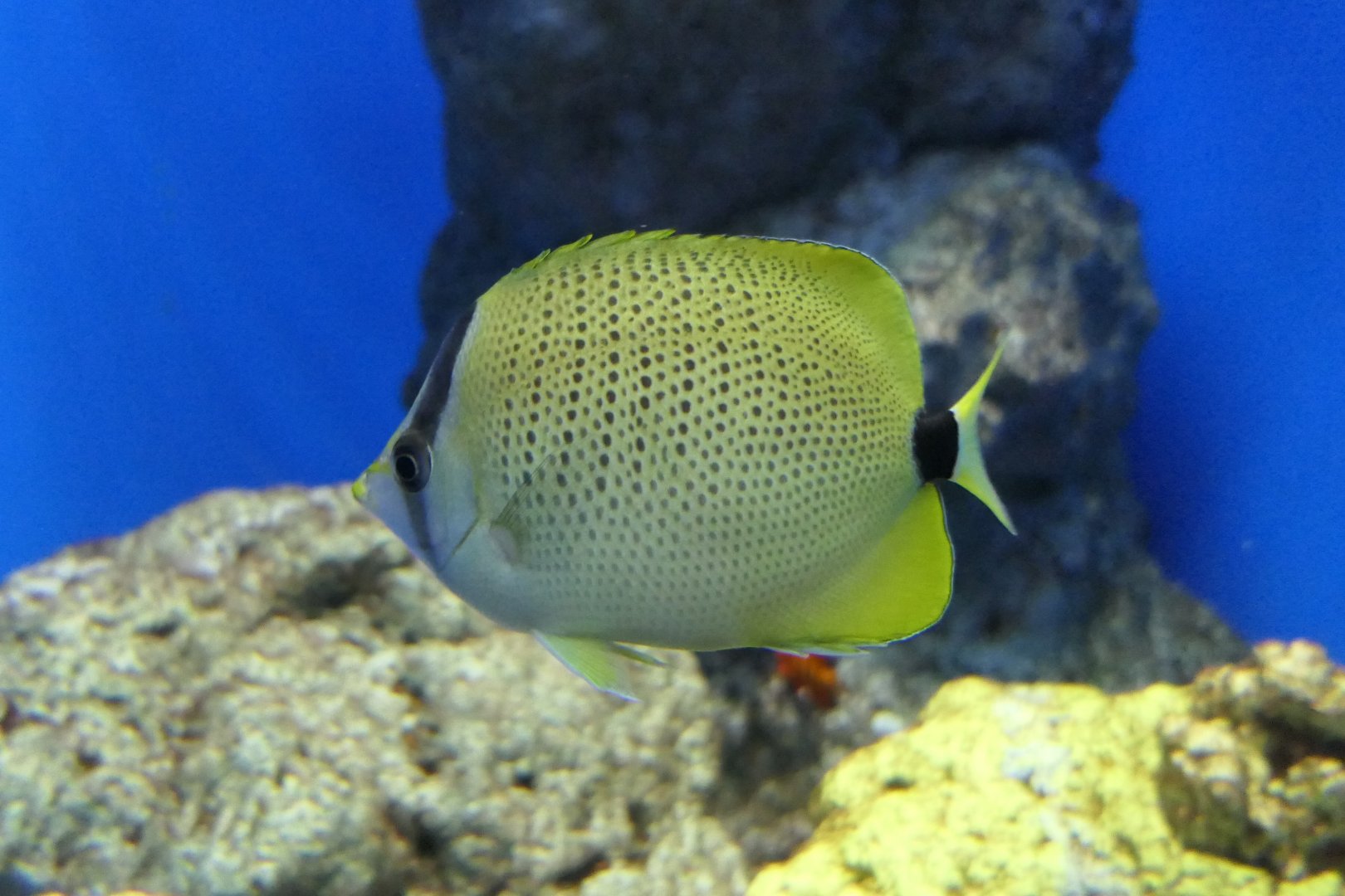 Milletseed Butterflyfish (Chaetodon miliaris)