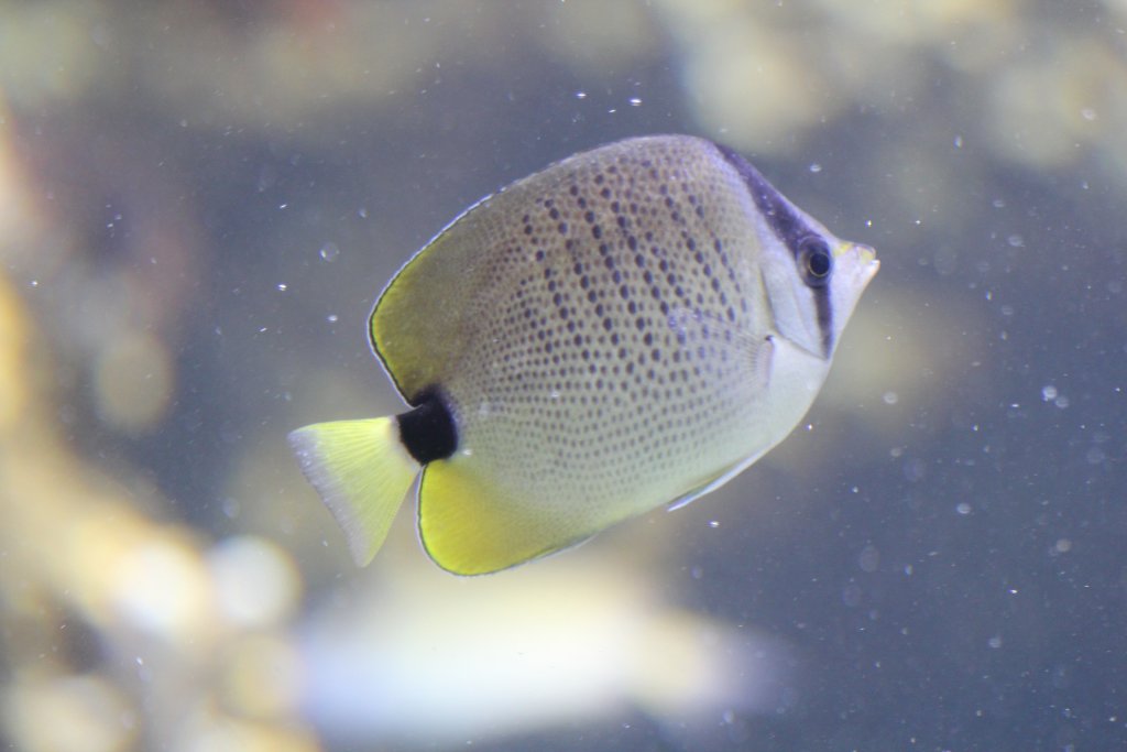 Milletseed Butterflyfish
