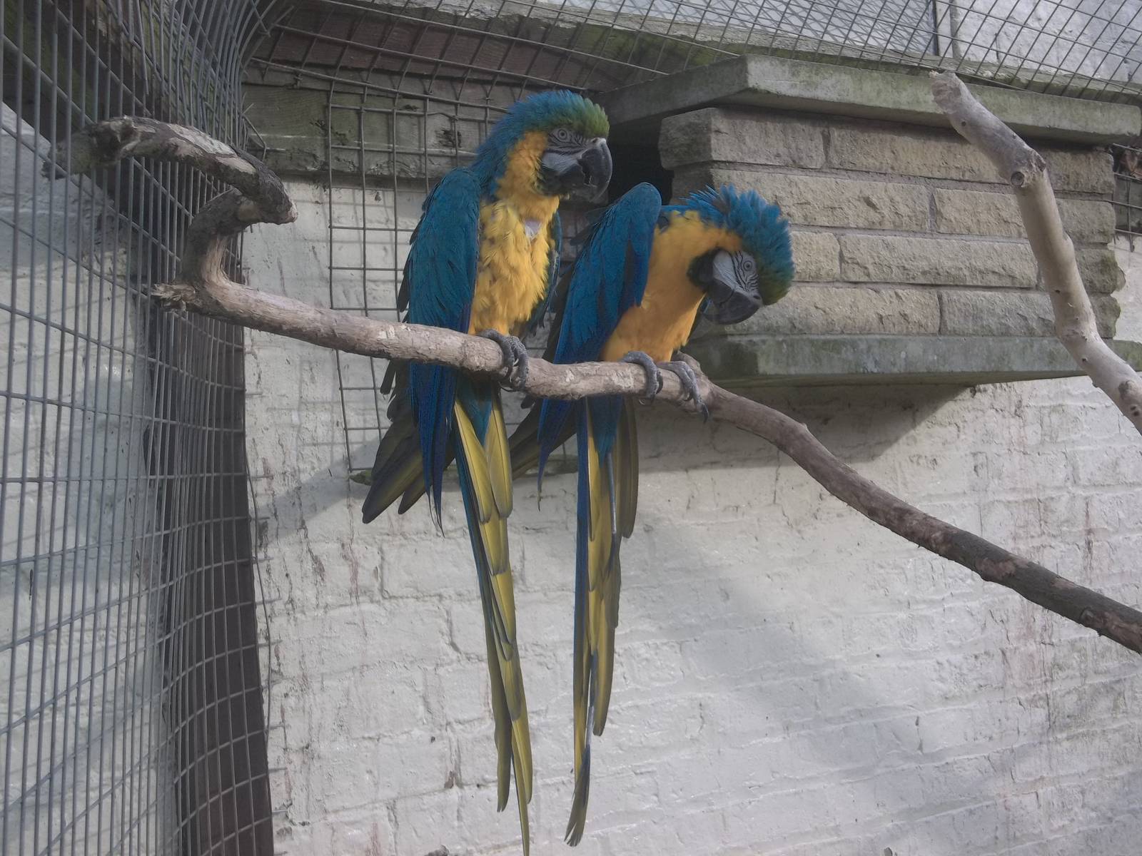 Millie and Monty, 14th February 2015