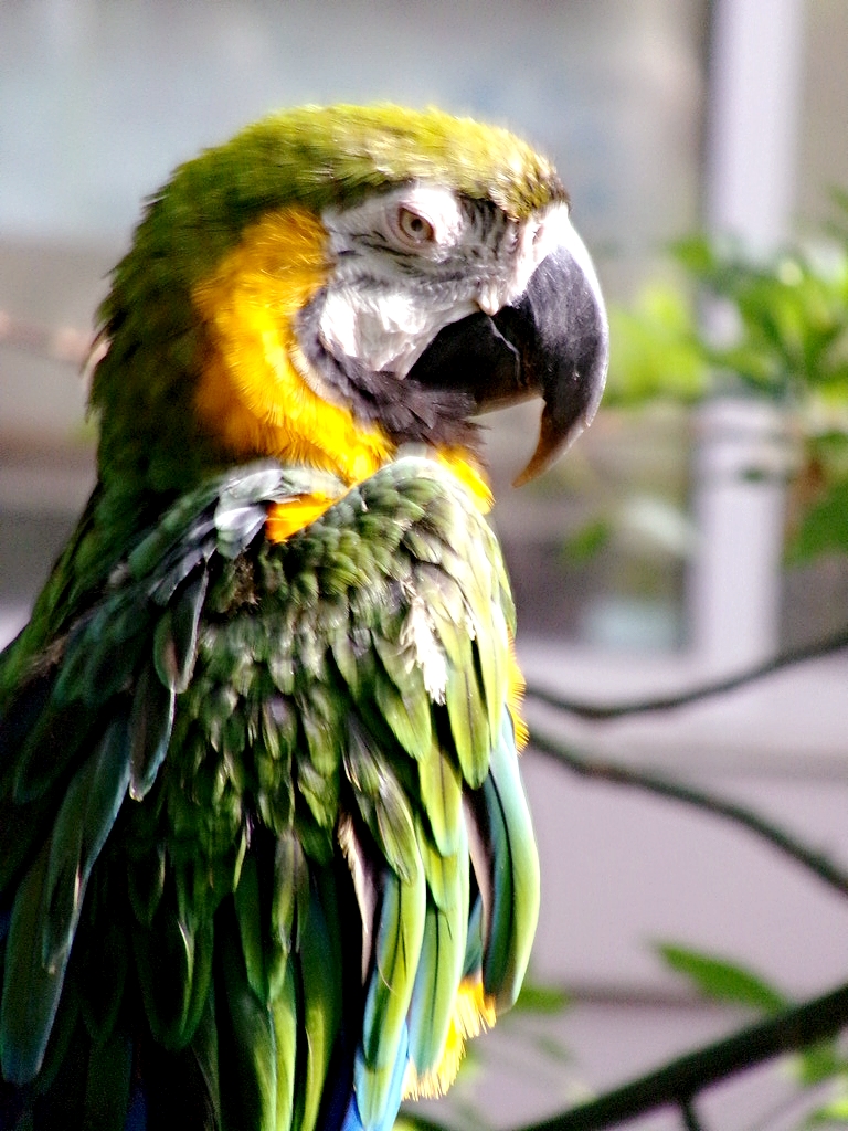 Milligold Macaw