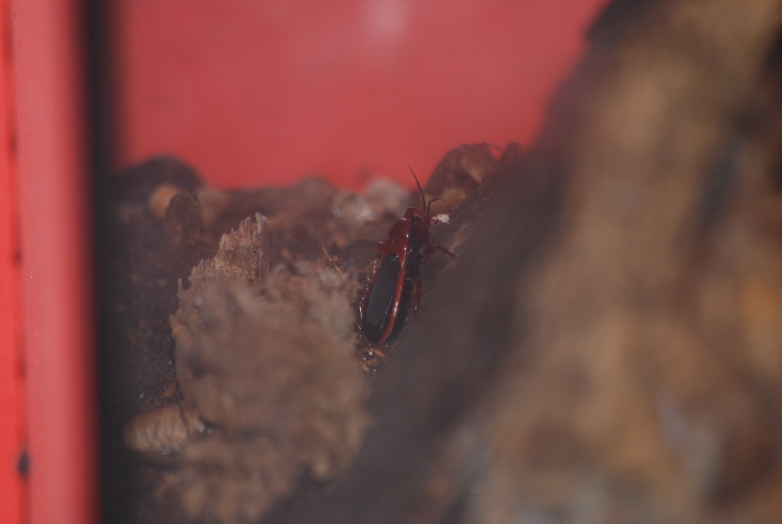 Millipede assassin bug at The Bug Parc, 8/10/2025