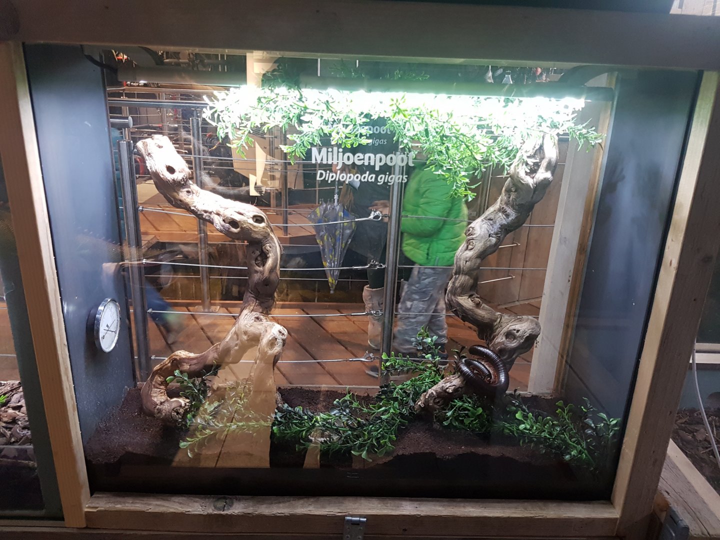Millipede-enclosure