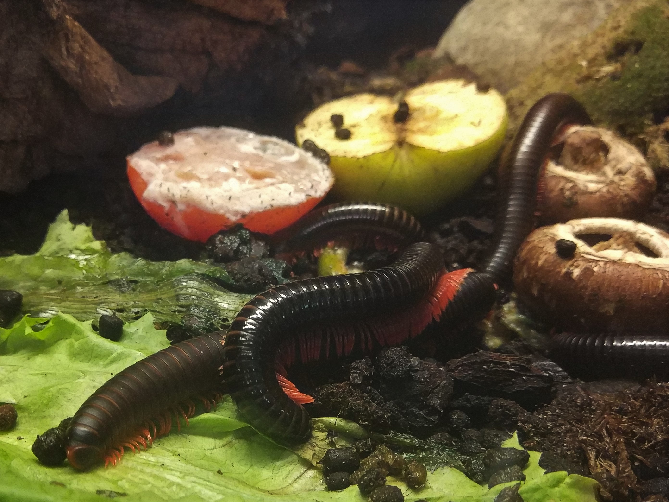 Millipede ID