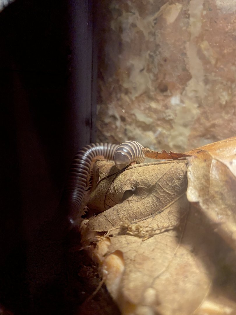 Millipede ID?