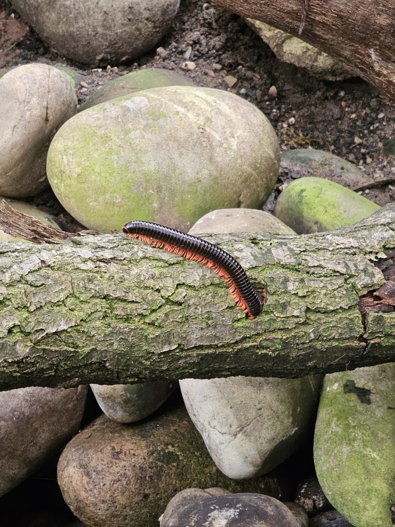 Millipede in the butterfly house