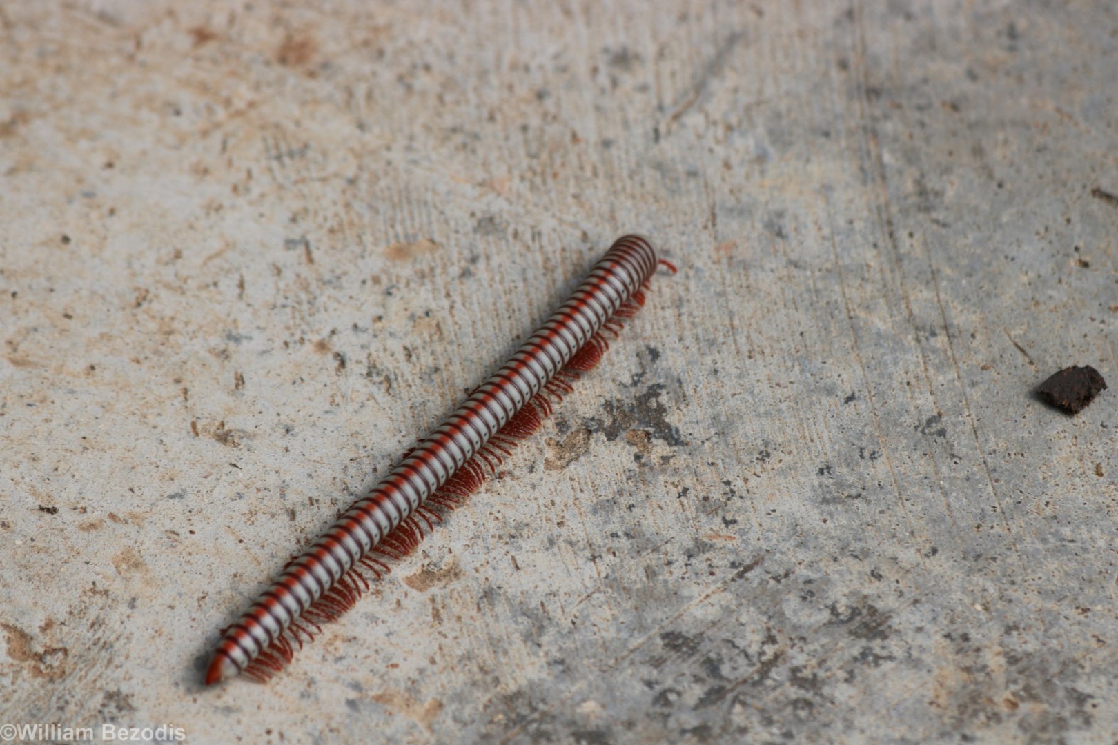Millipede - Kaeng Krachan National Park