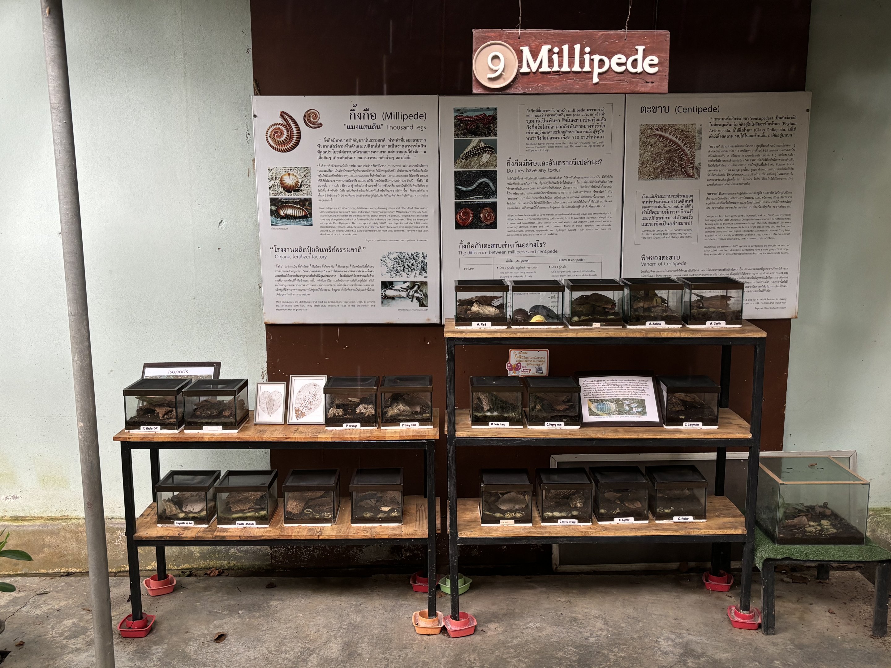 Millipede Section