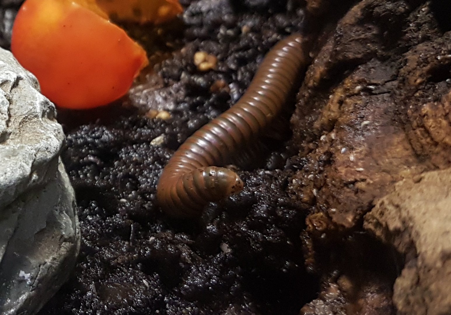 Millipede species