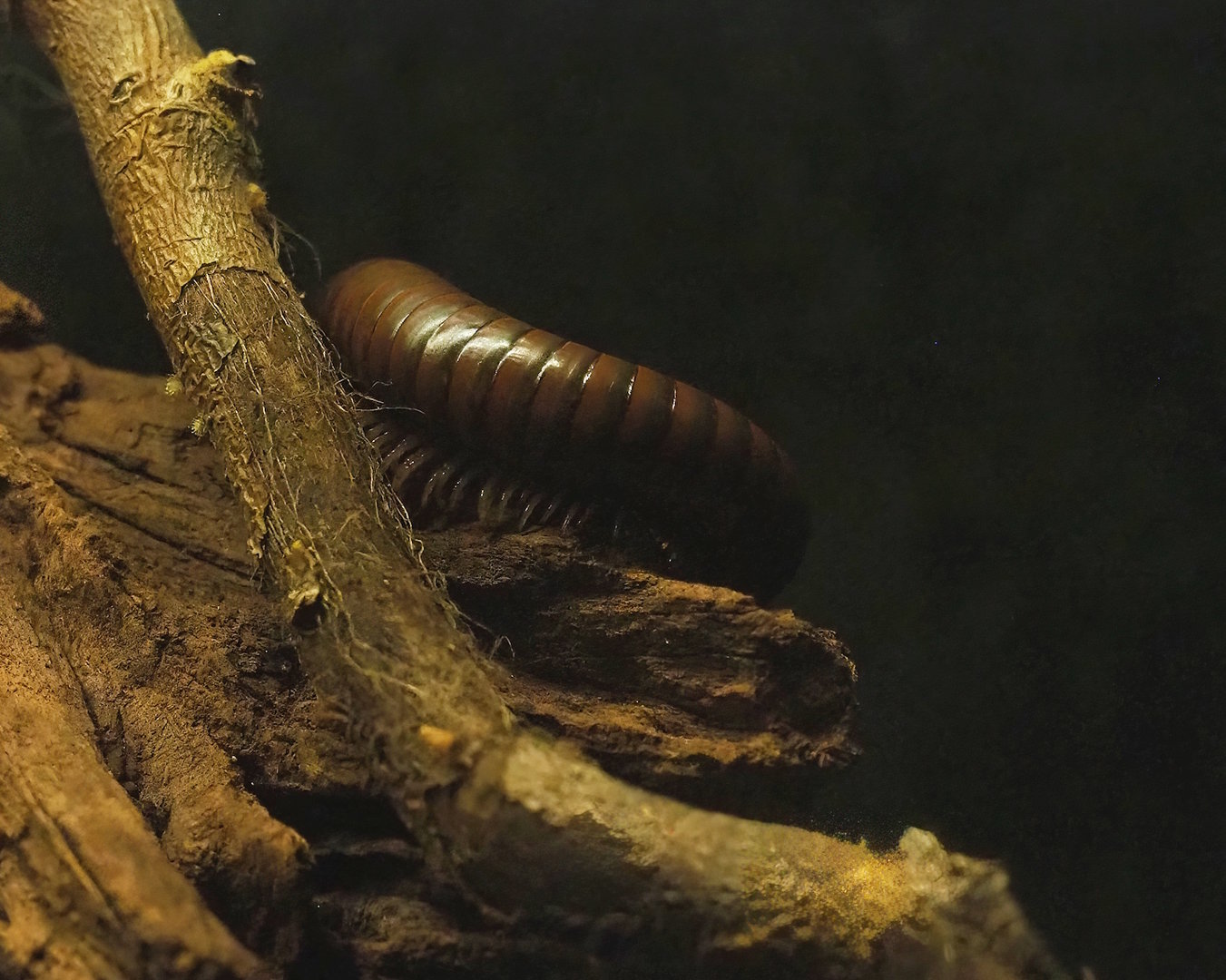 Millipede Spirostreptus spec. 1 "Tanzania", 2023-05-31