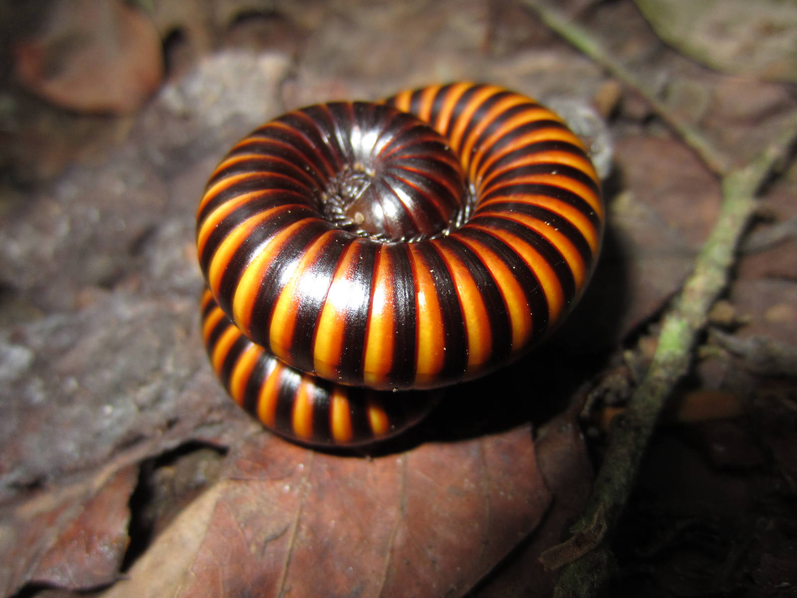 Millipede