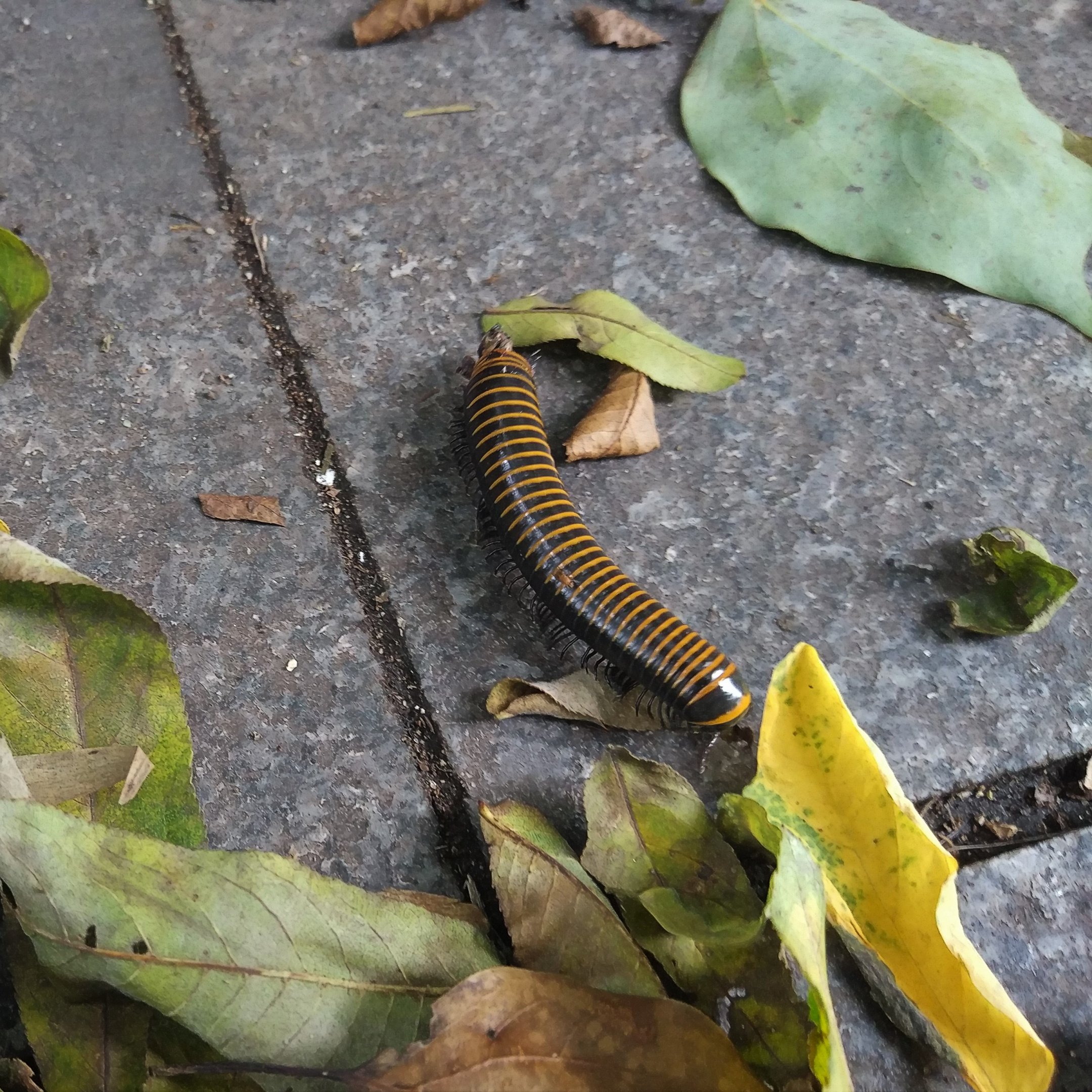 Millipede