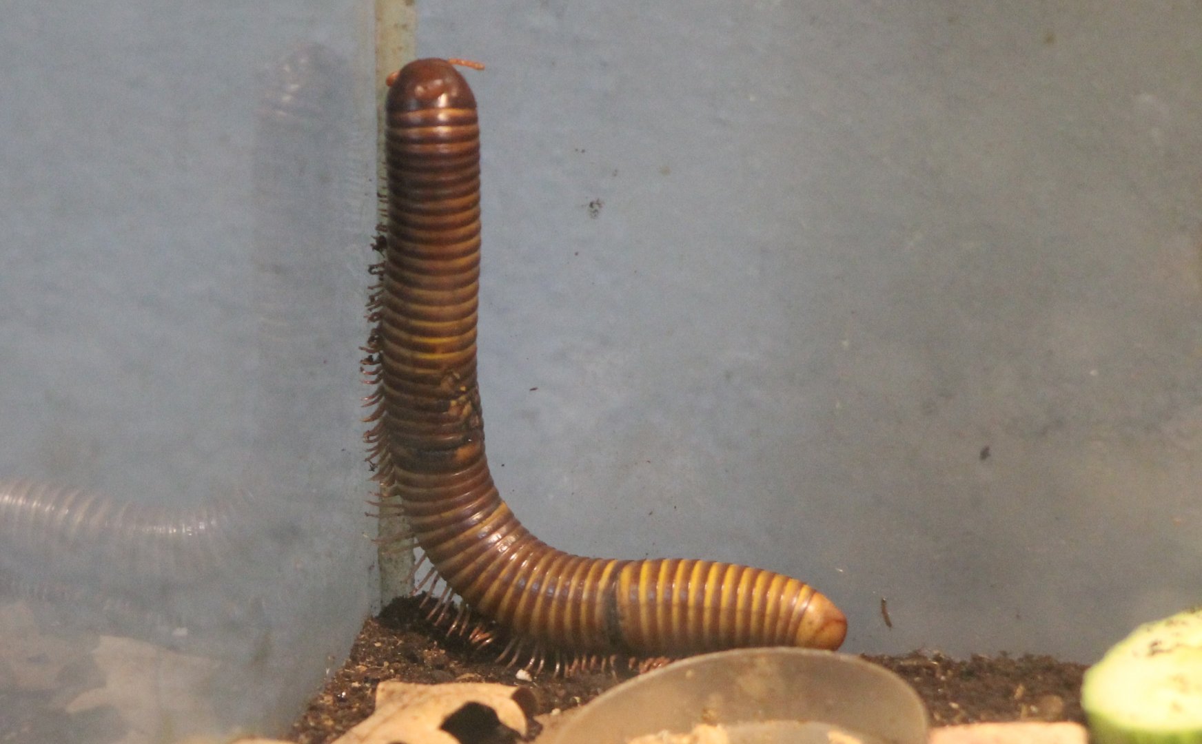 Millipede