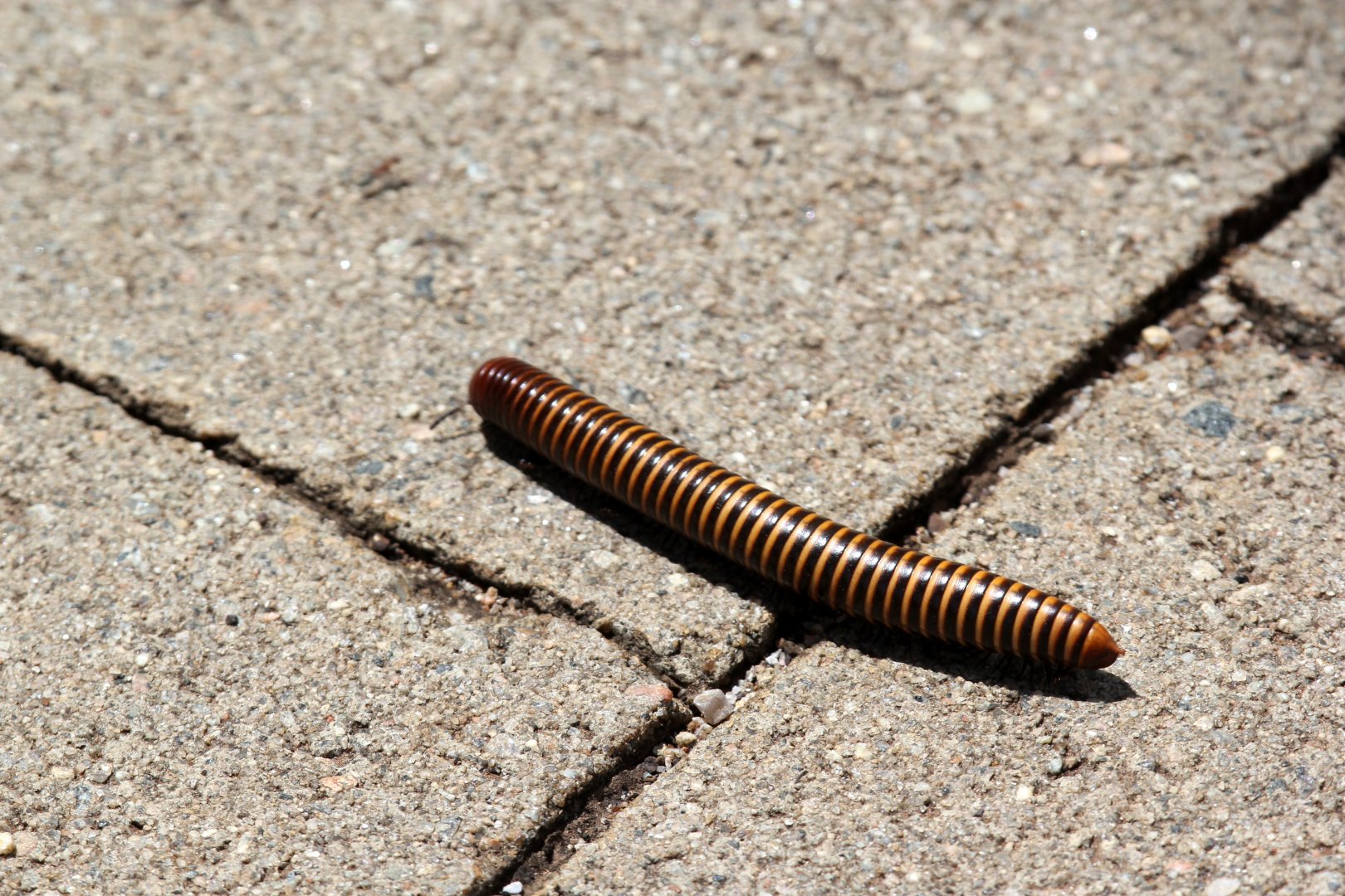 millipede