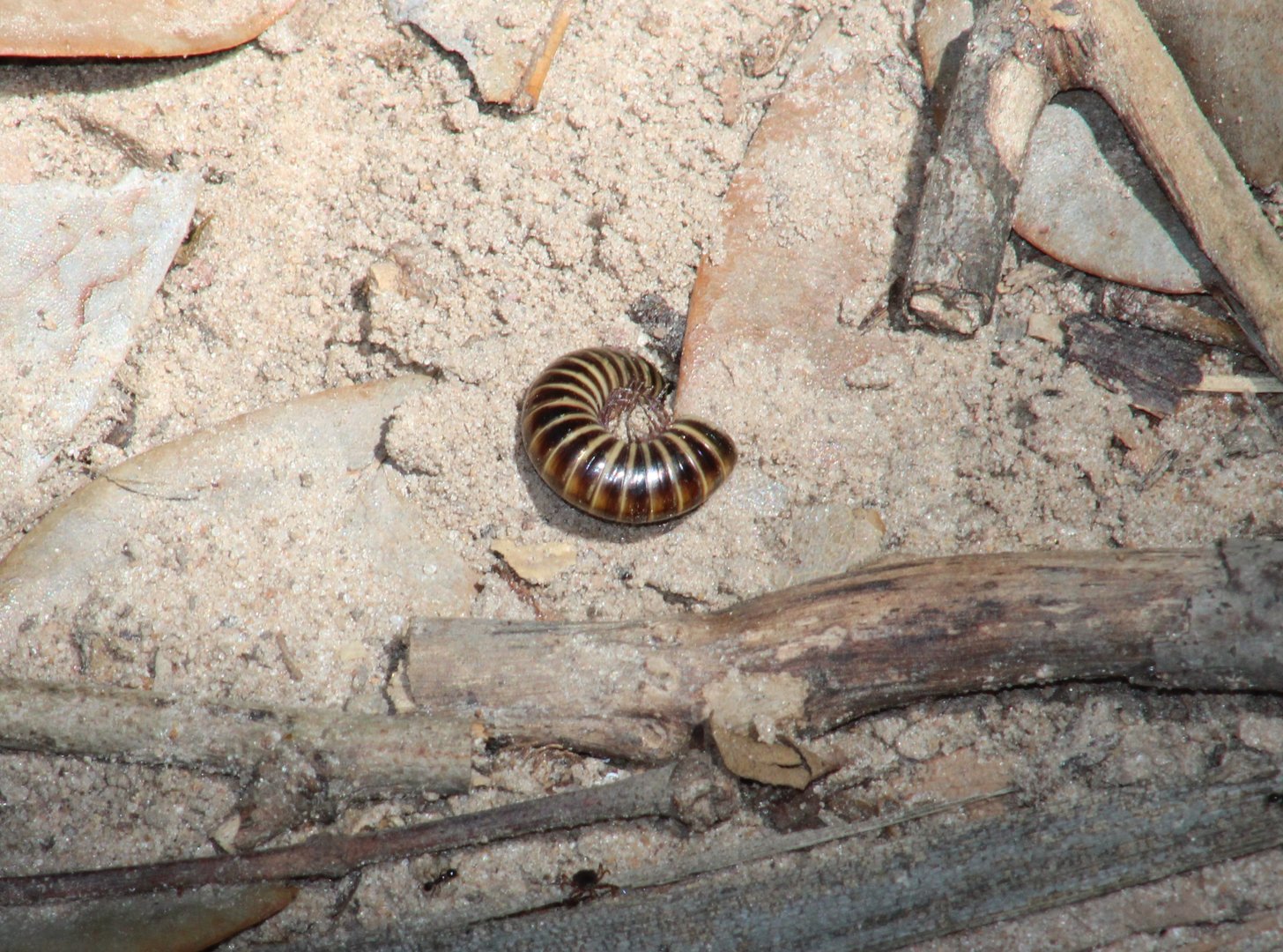 Millipede