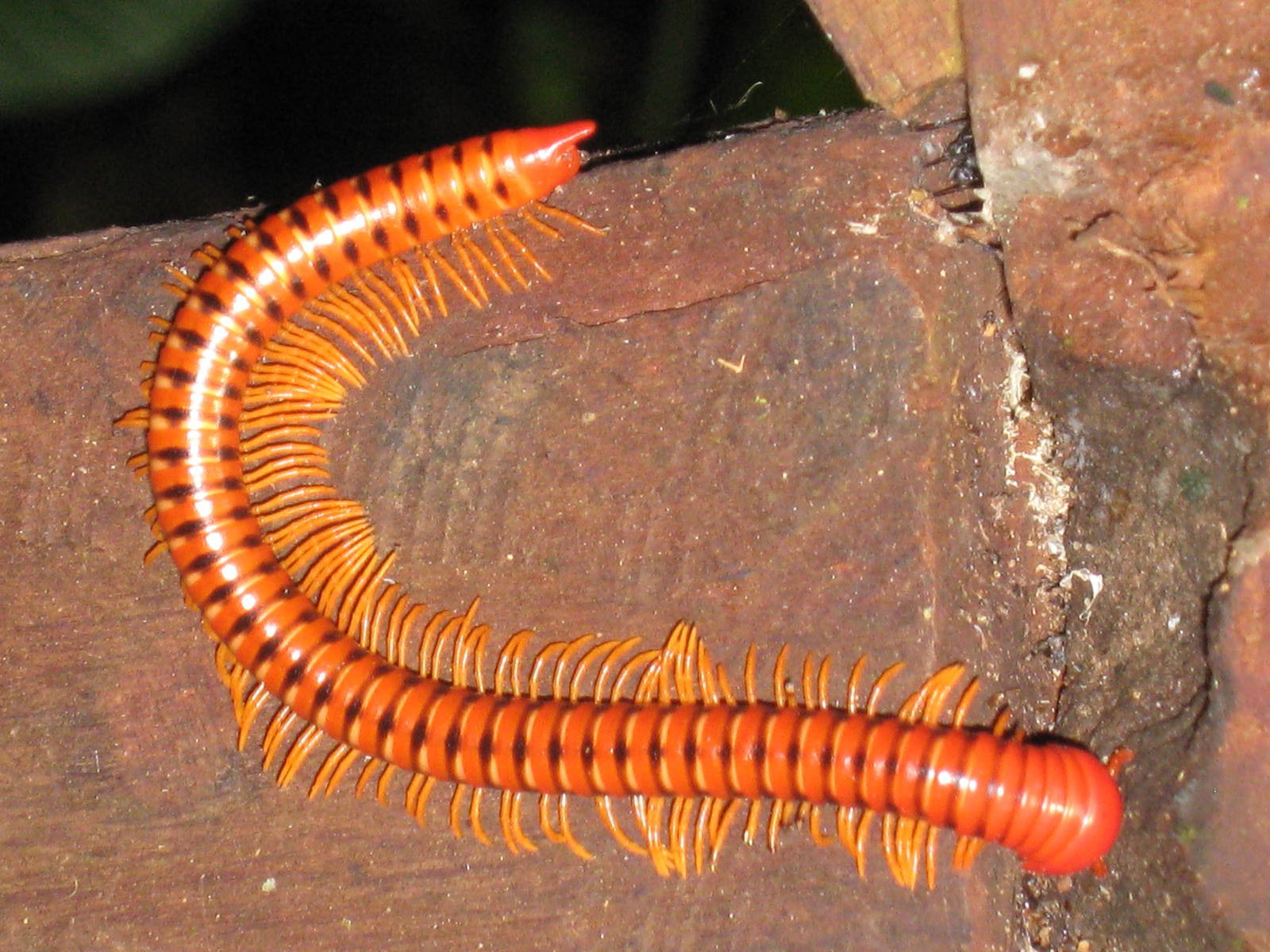 millipede