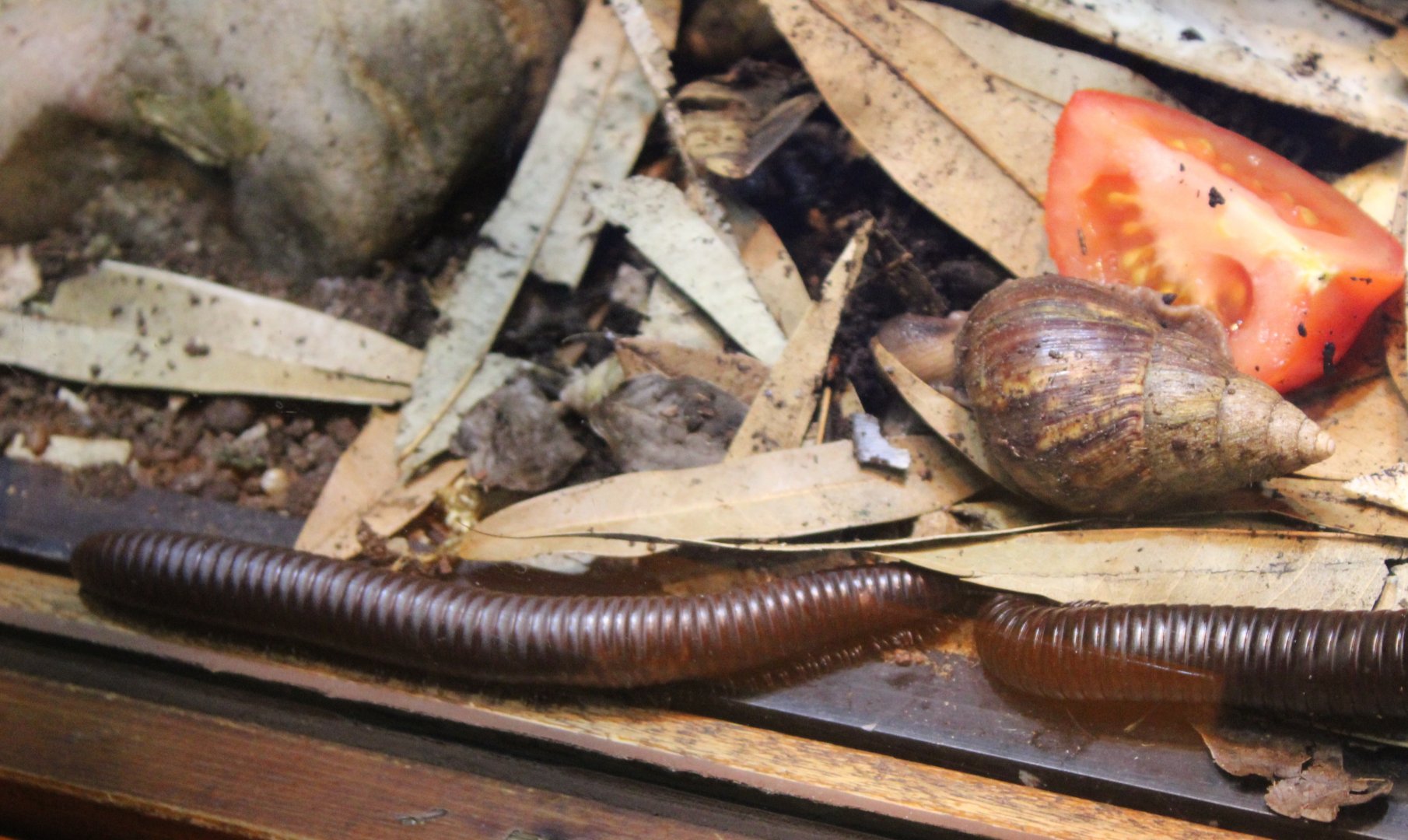 Millipedes and African giant snail